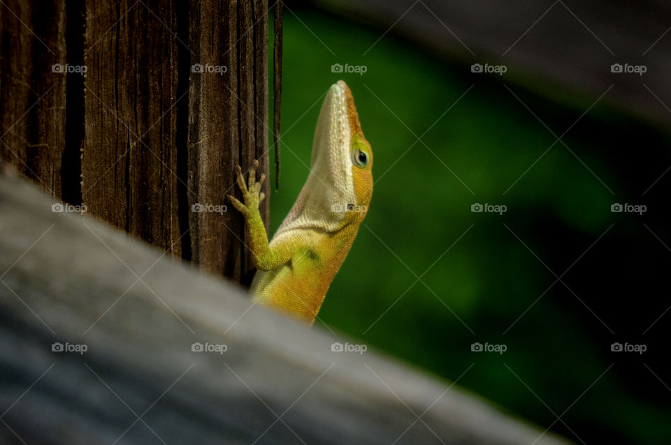Macro of a Carolina Anole with a smug expression climbing up on a rail  on a wooden footbridge at Yates Mill County Park in Raleigh North Carolina, Triangle area, Wake County. 