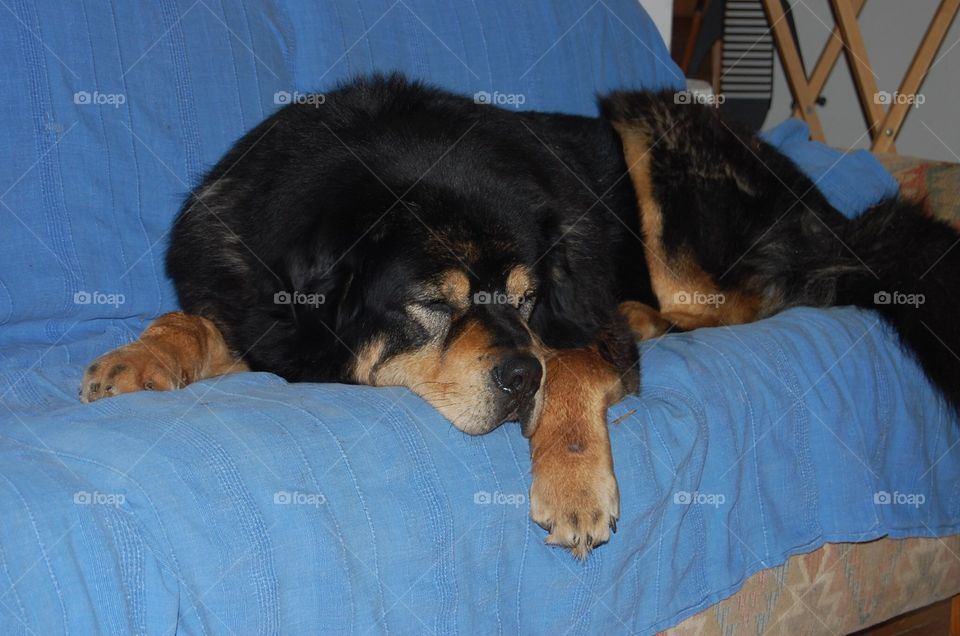 Tibetan Mastiff sleeping on couch