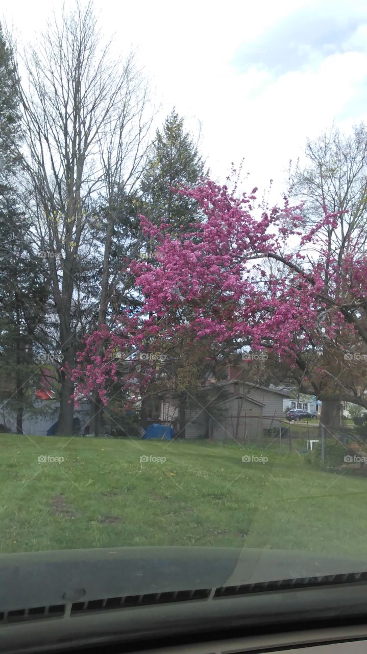 Beautiful flower bush!