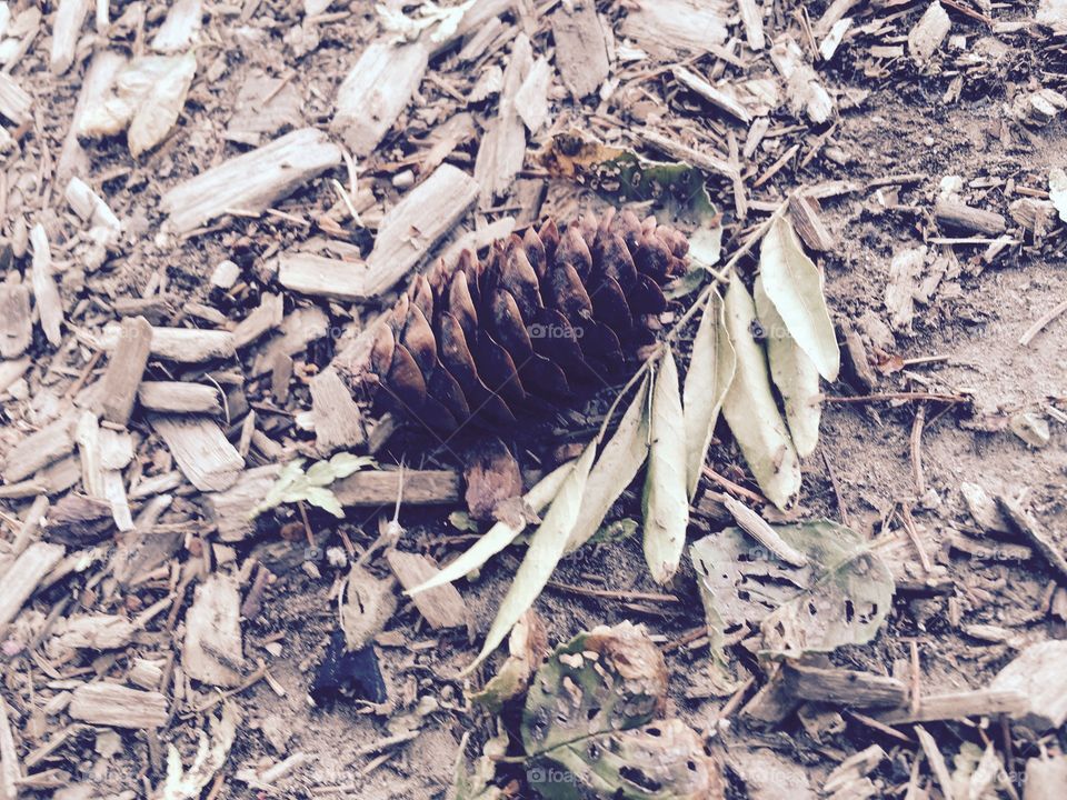 Spooning pine cone and leaf