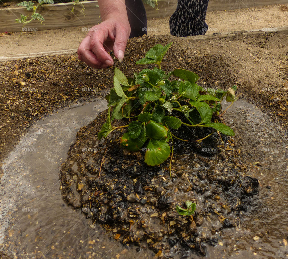 Cleaning off the soil from the leaves of the plant as its being watered