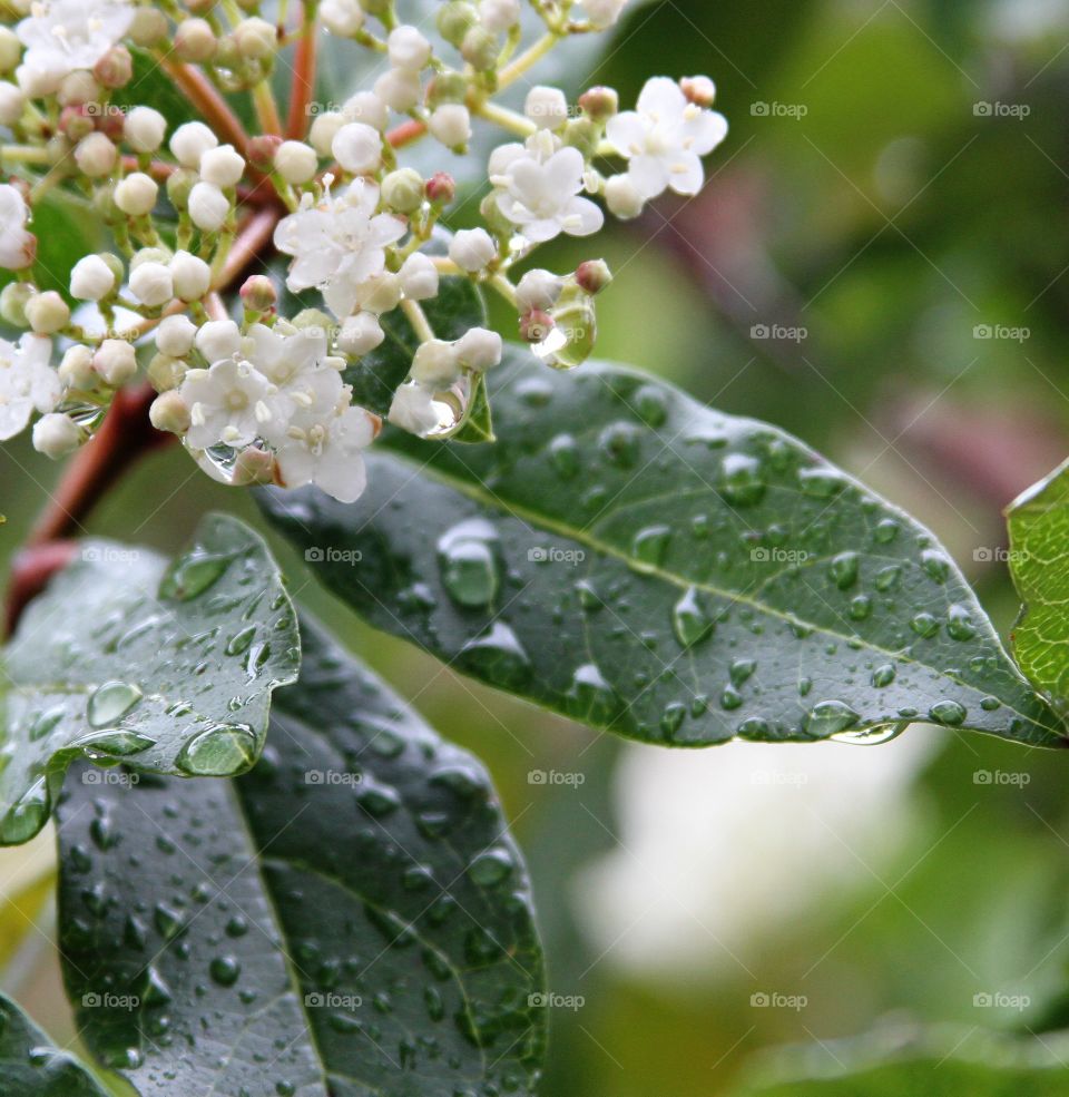 blossoms after the rain.