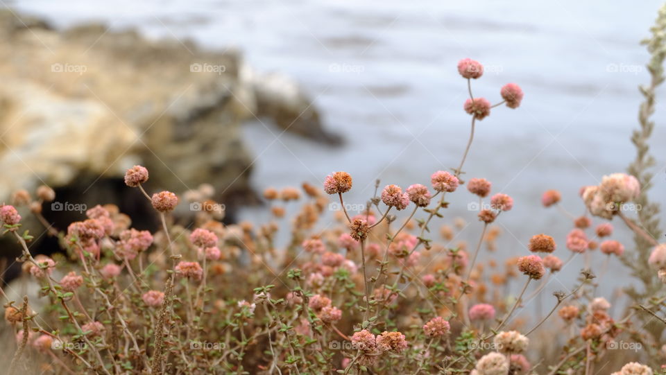 Coastal flowers