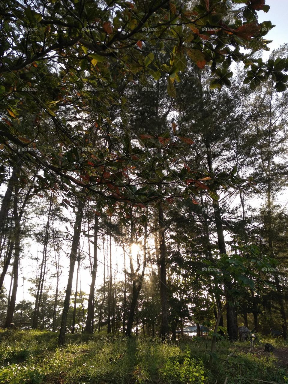 forest Pinus beach par 1