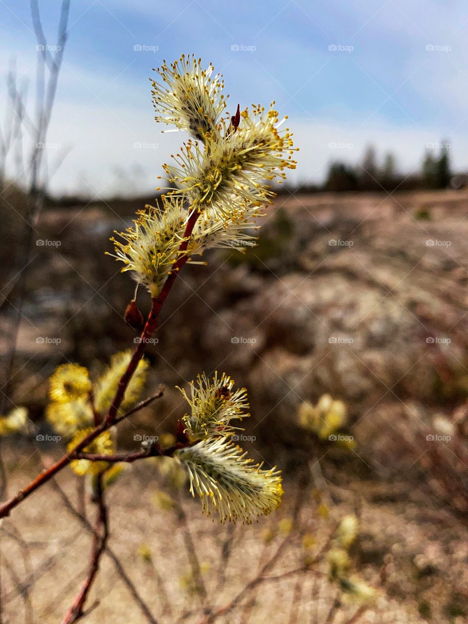 Springtime 