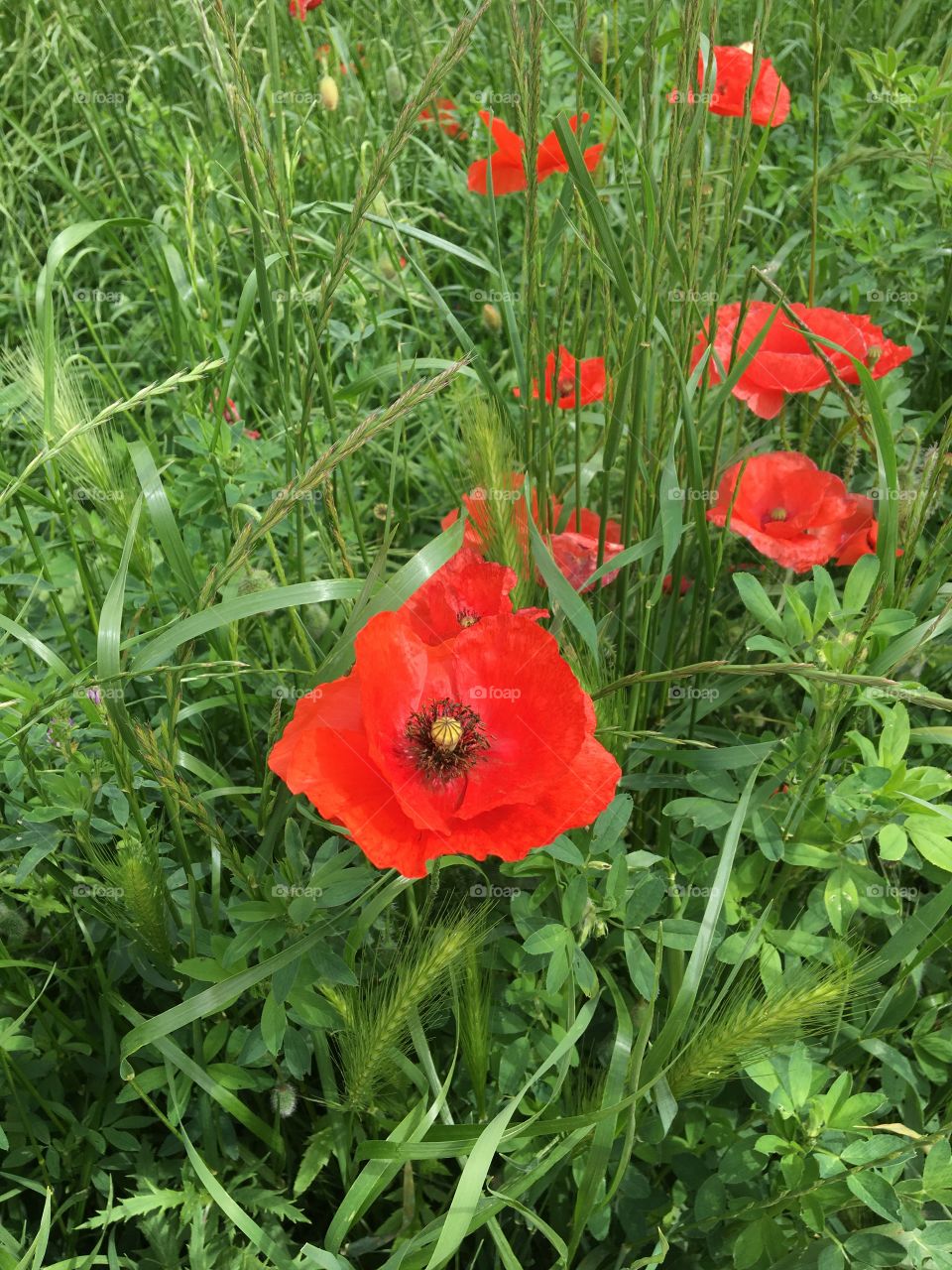 Poppies in fields 