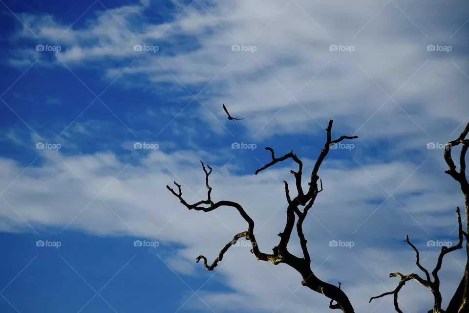 Trees