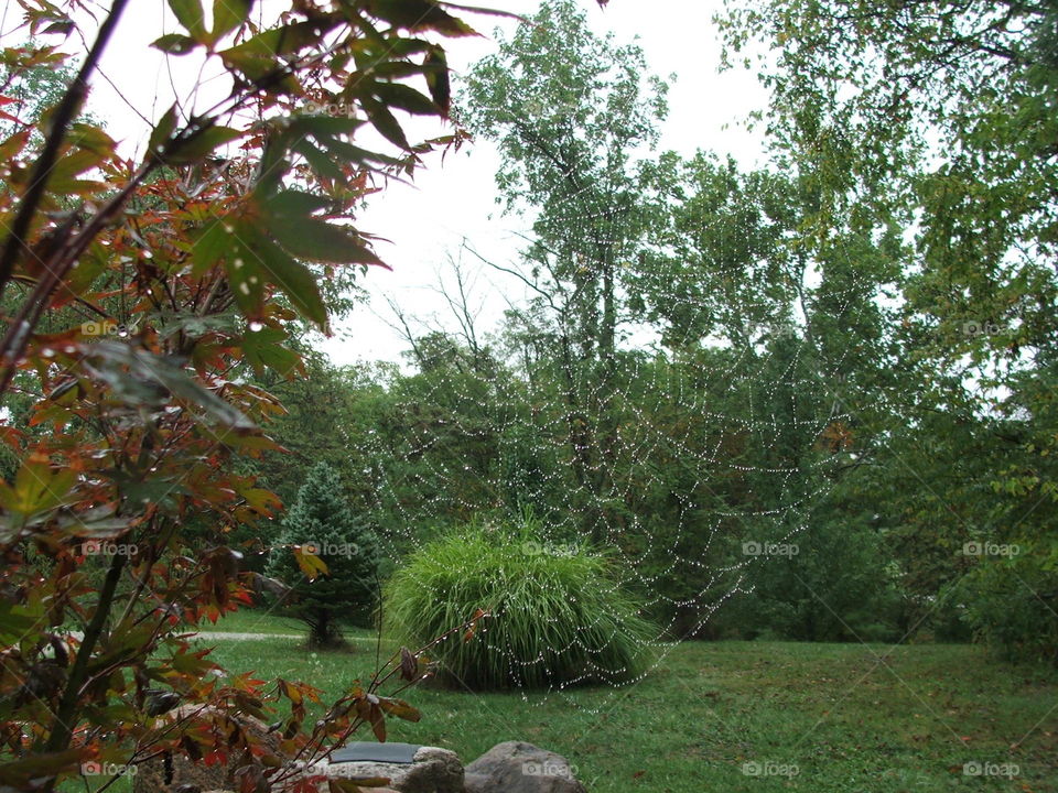 Spider web in the mist