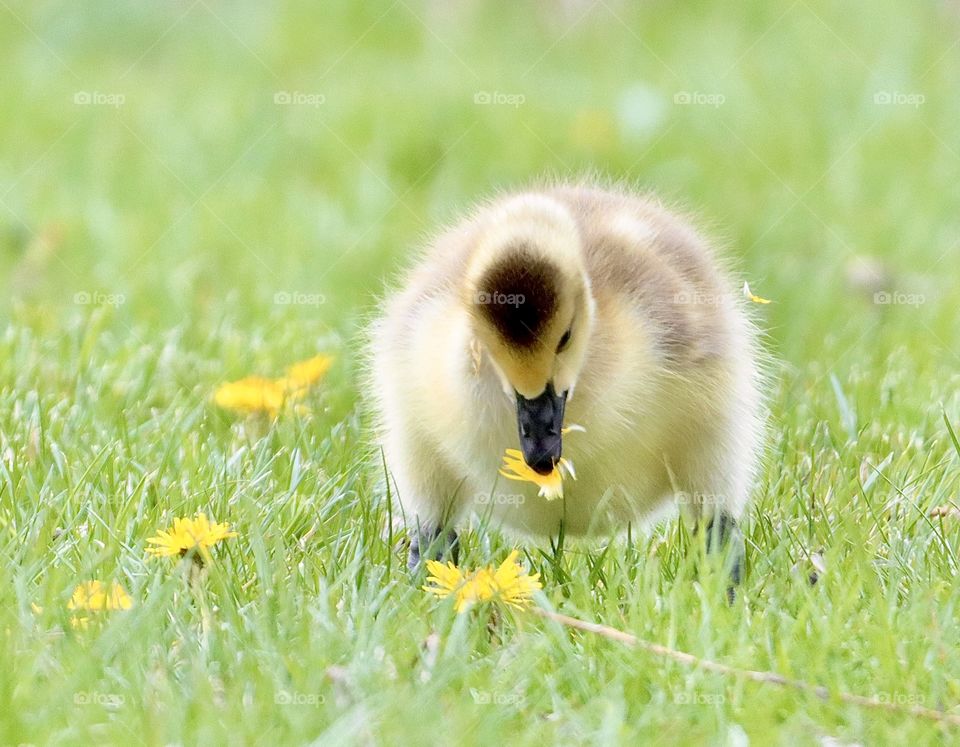Precious yellow gosling eating a dandelion! 