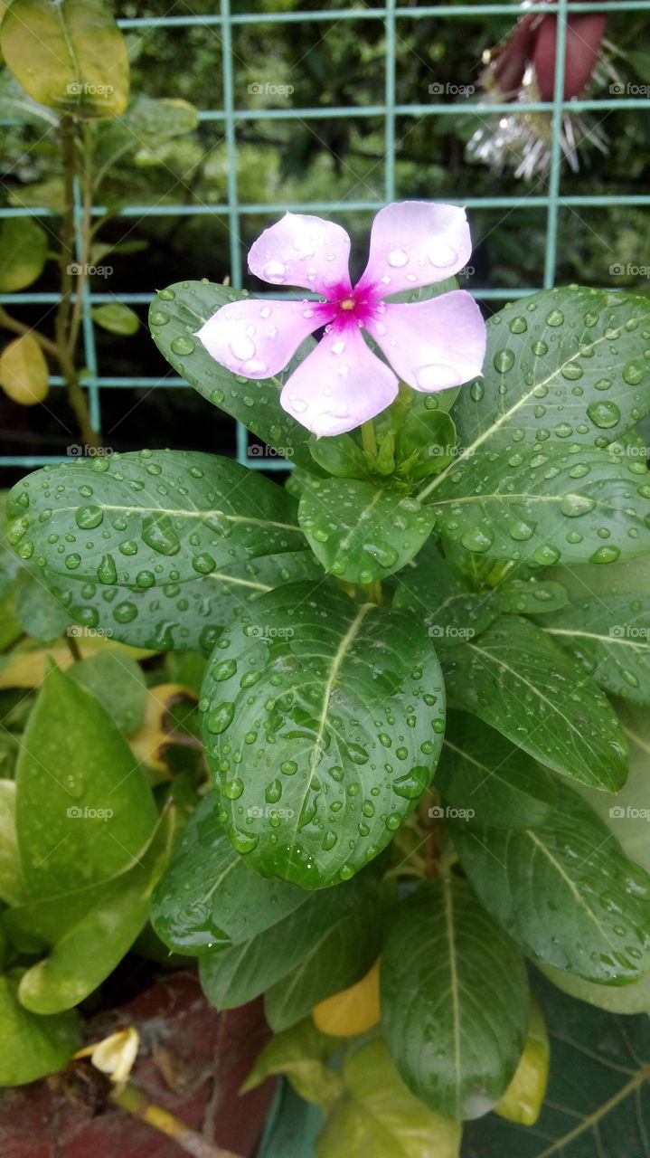 water drop flower