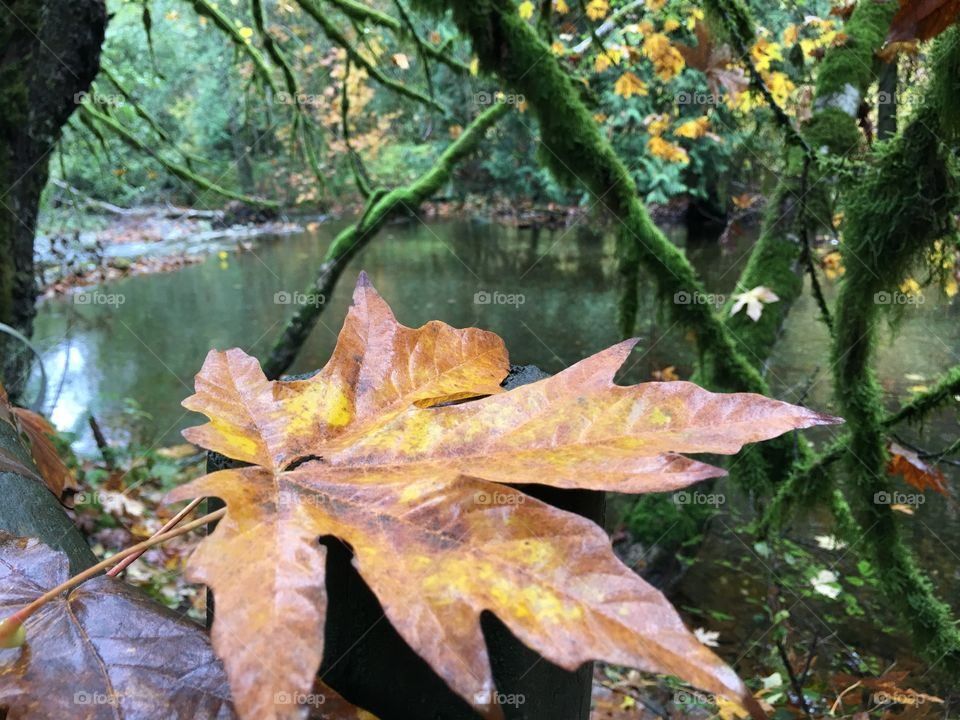 Fallen leaf