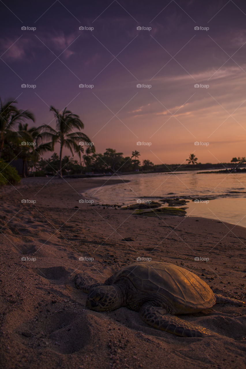 Turtle on sandy beach