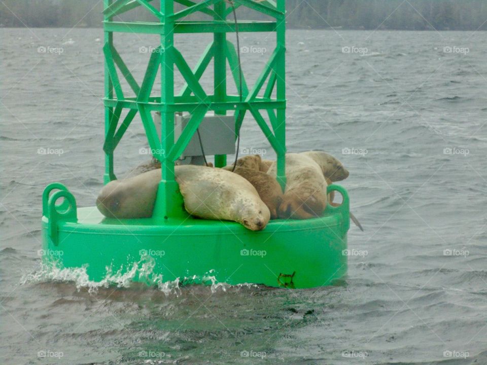 Sea lions on buoy at Sitka AK