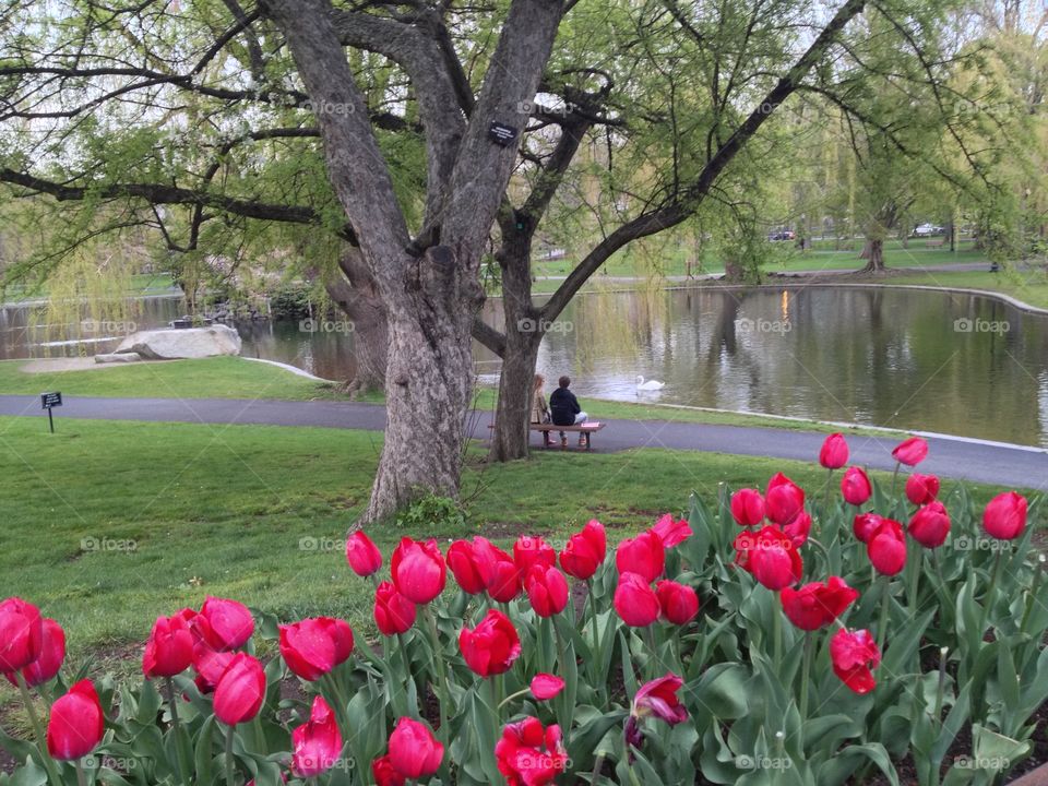 Boston Public Garden