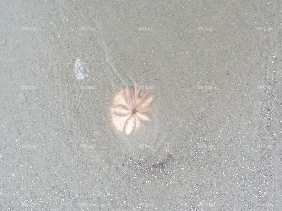 Jekyll Island Sand Dollar. walking on beach at Jekyll Island Ga with my beautiful Wife of 28 years