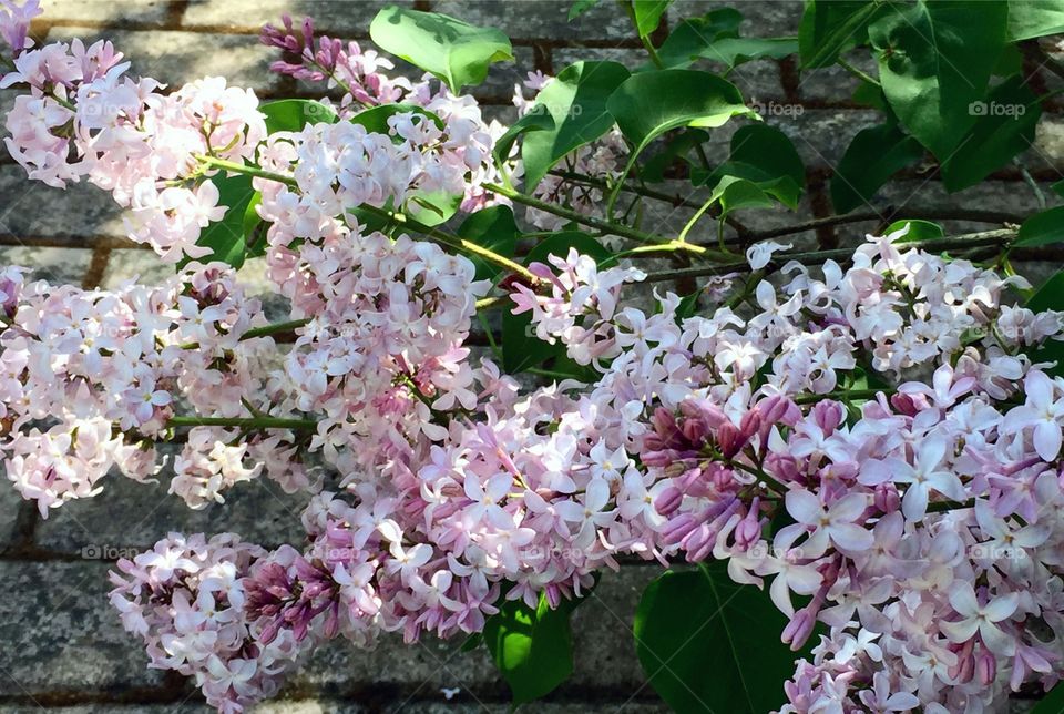 Flower laden branches in the spring