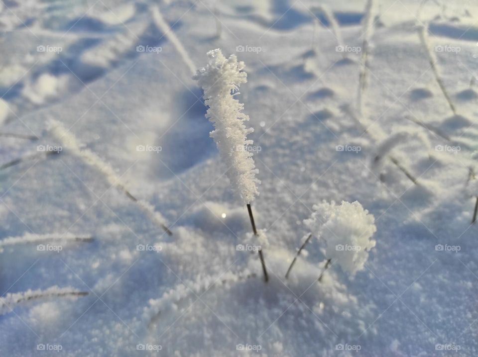 grass covered with frost