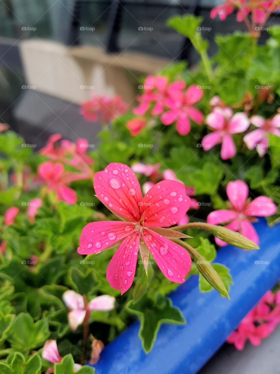 nice pink flower in a rainy day