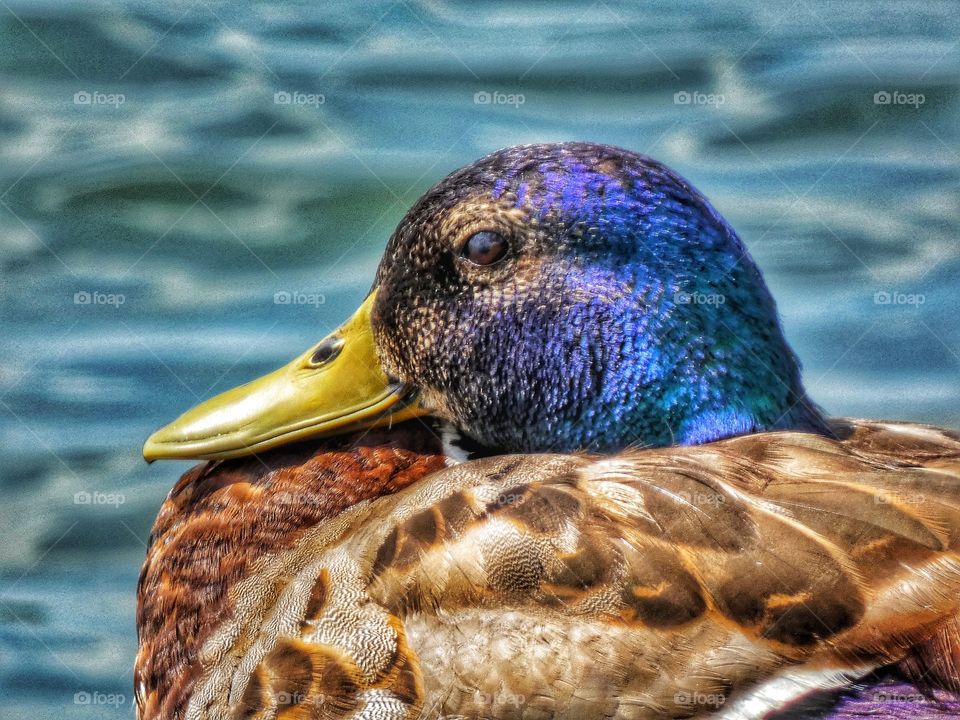 duck sunbathing