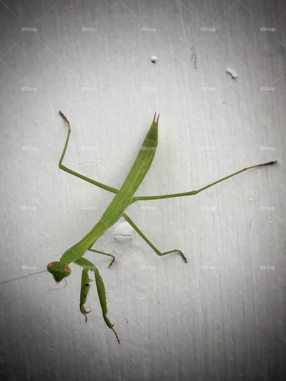 The visitor. Praying Mantis hanging out on my door. 