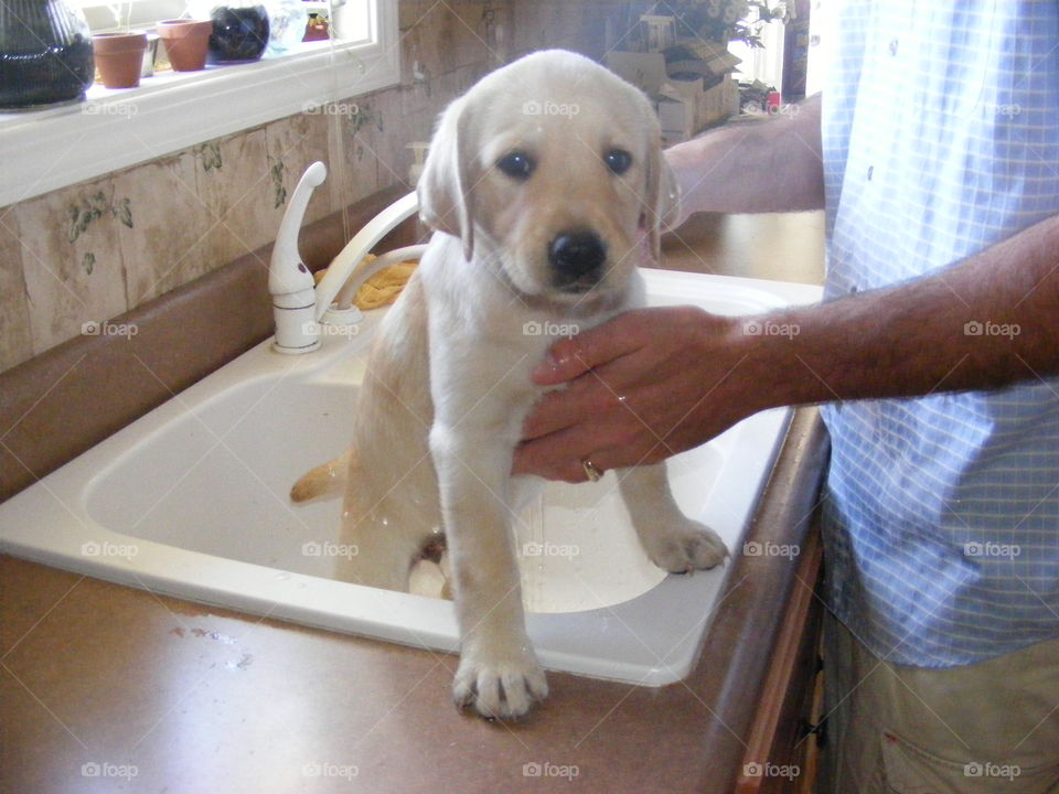This yellow puppy thinks this bath isn't so bad.