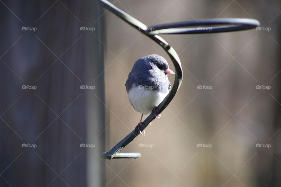 Sunny Pose; Backyard bird basking in the sunlight