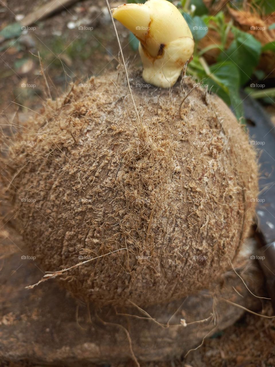 Coconut fruit that has been peeled to take its contents