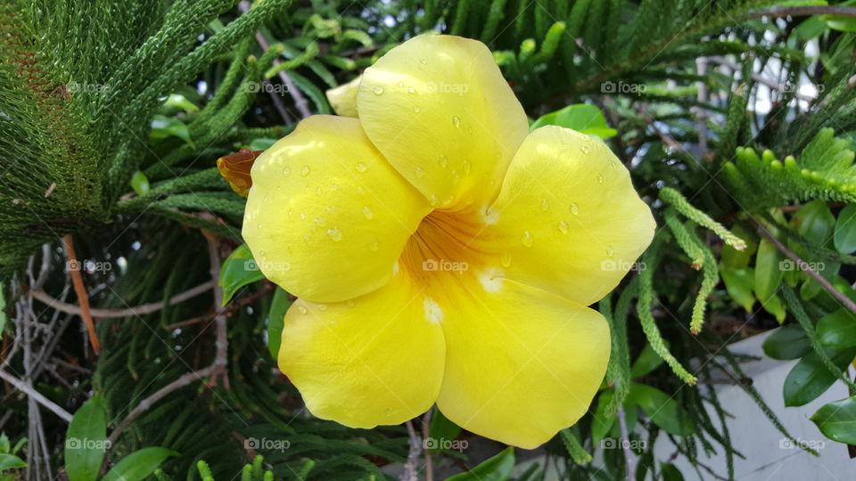 Yellow Flower after a shower