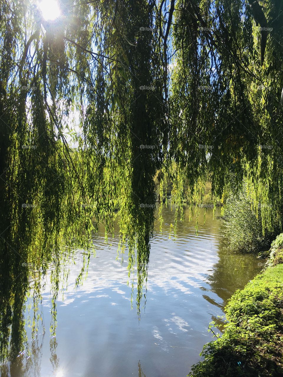 Peeping through a large luscious willow tree looking across a beautiful lake set in the English Countryside.