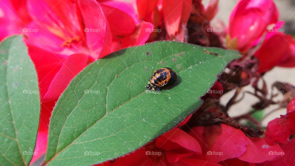 macro, bug, on a ,leaf,invertebrate,  united Kingdom