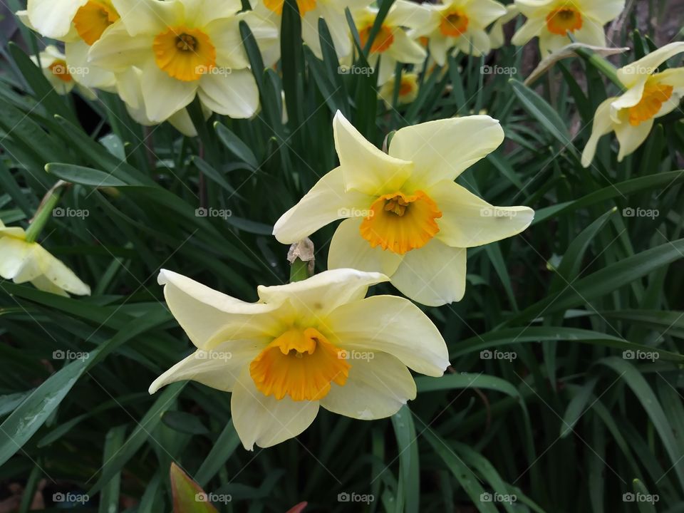 Glorious Daffodils