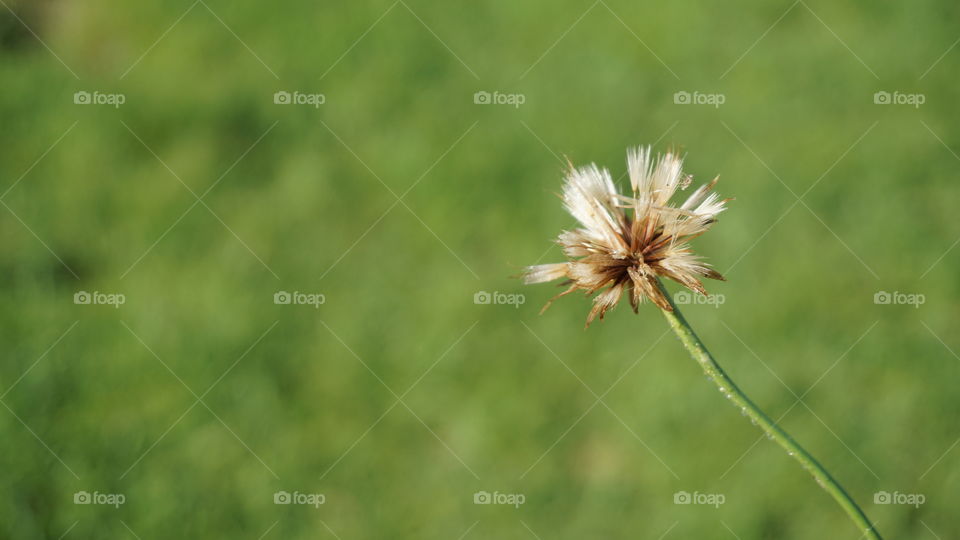 Dandelion
