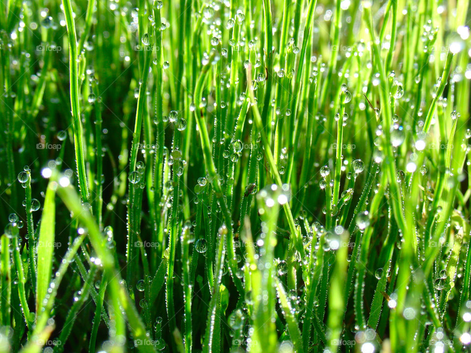 Water droplets on green grass