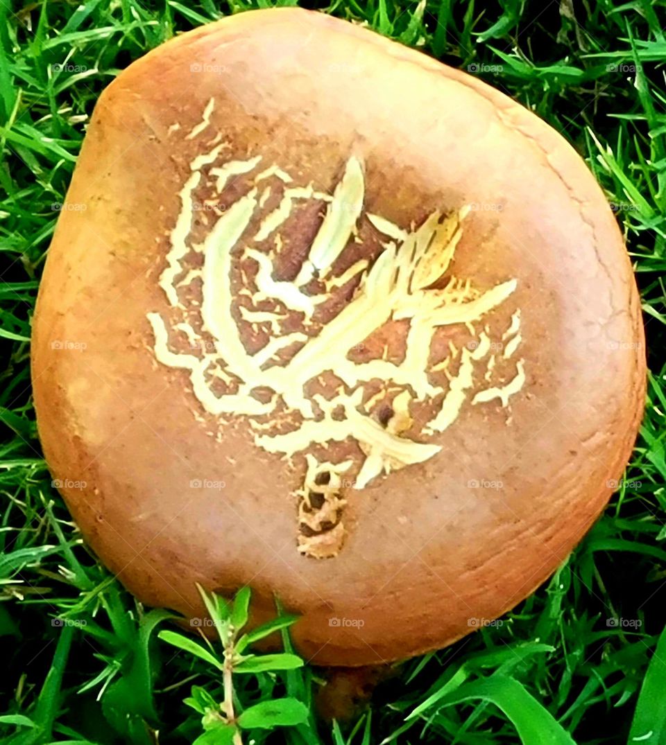 A unique mushroom