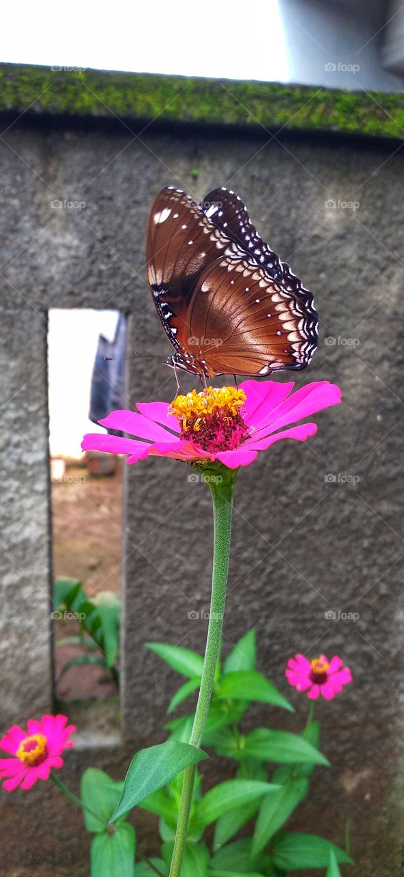 beautiful butterfly perched on a blooming flower while sucking nectar