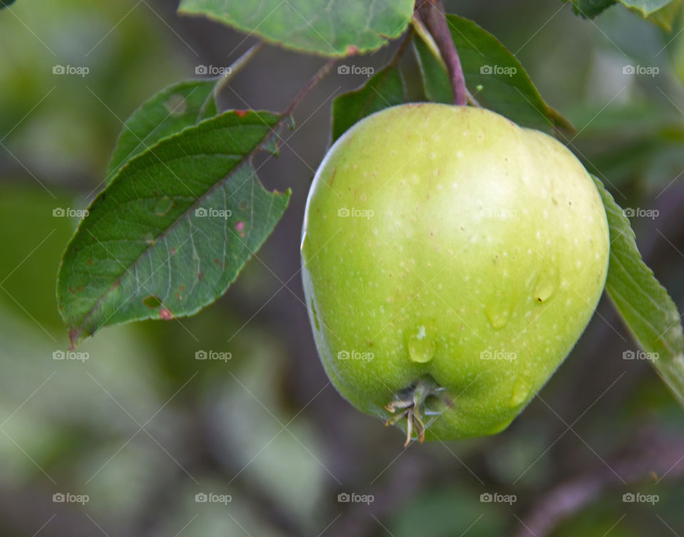 Fruits, Apple on tree