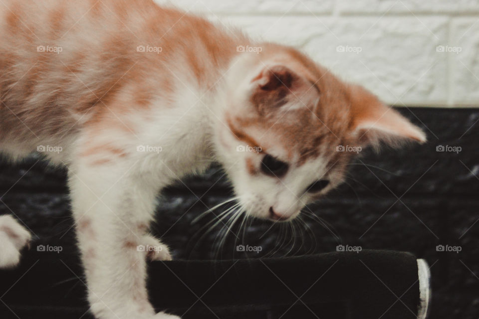 kitten looking something