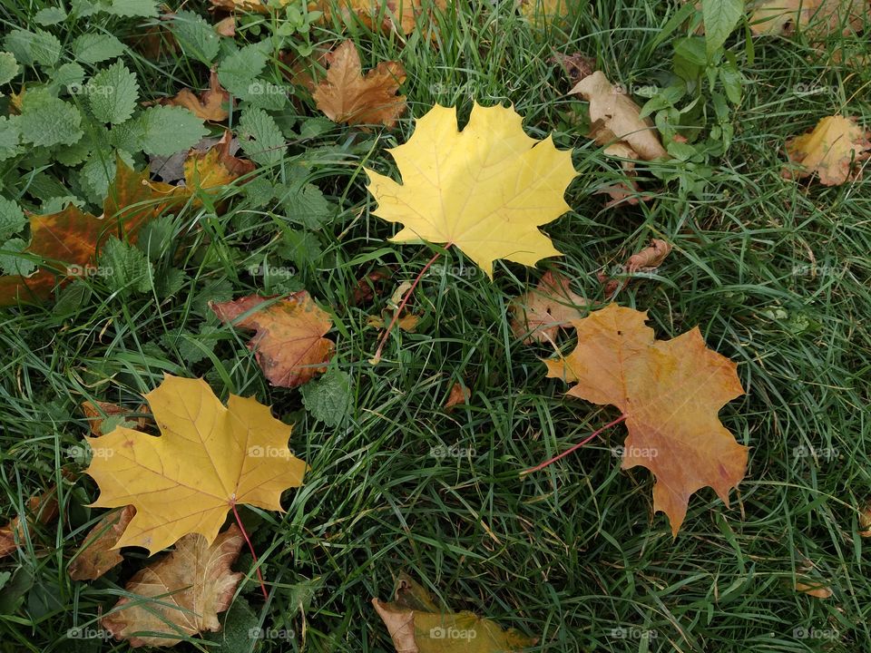 autumn mood in the city