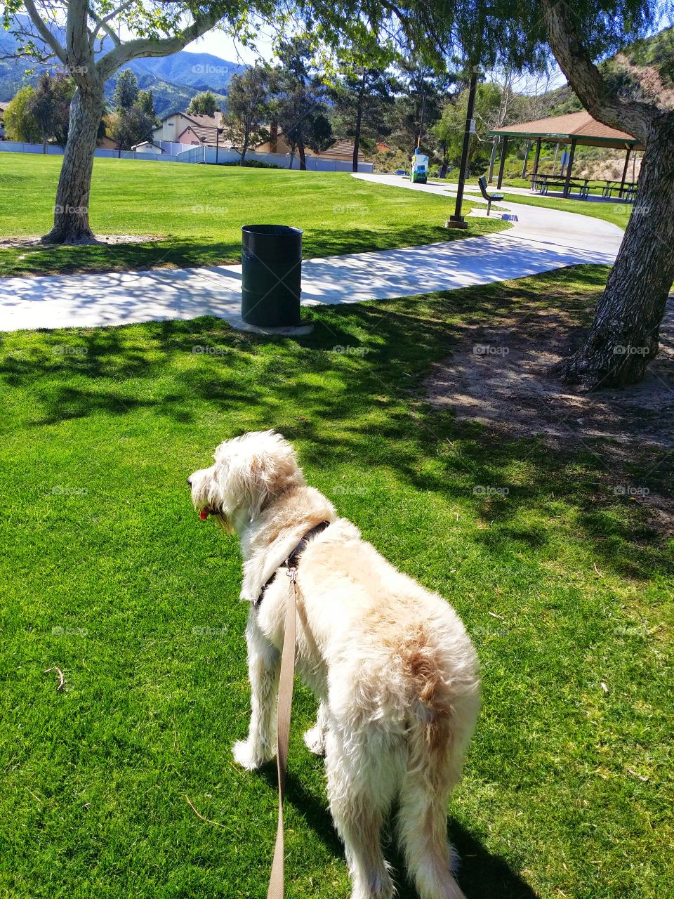Sunny Dog. Enjoyed a nice walk in the park