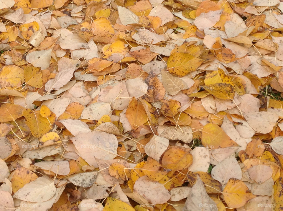 yellow october leaves fall by ventanamedia