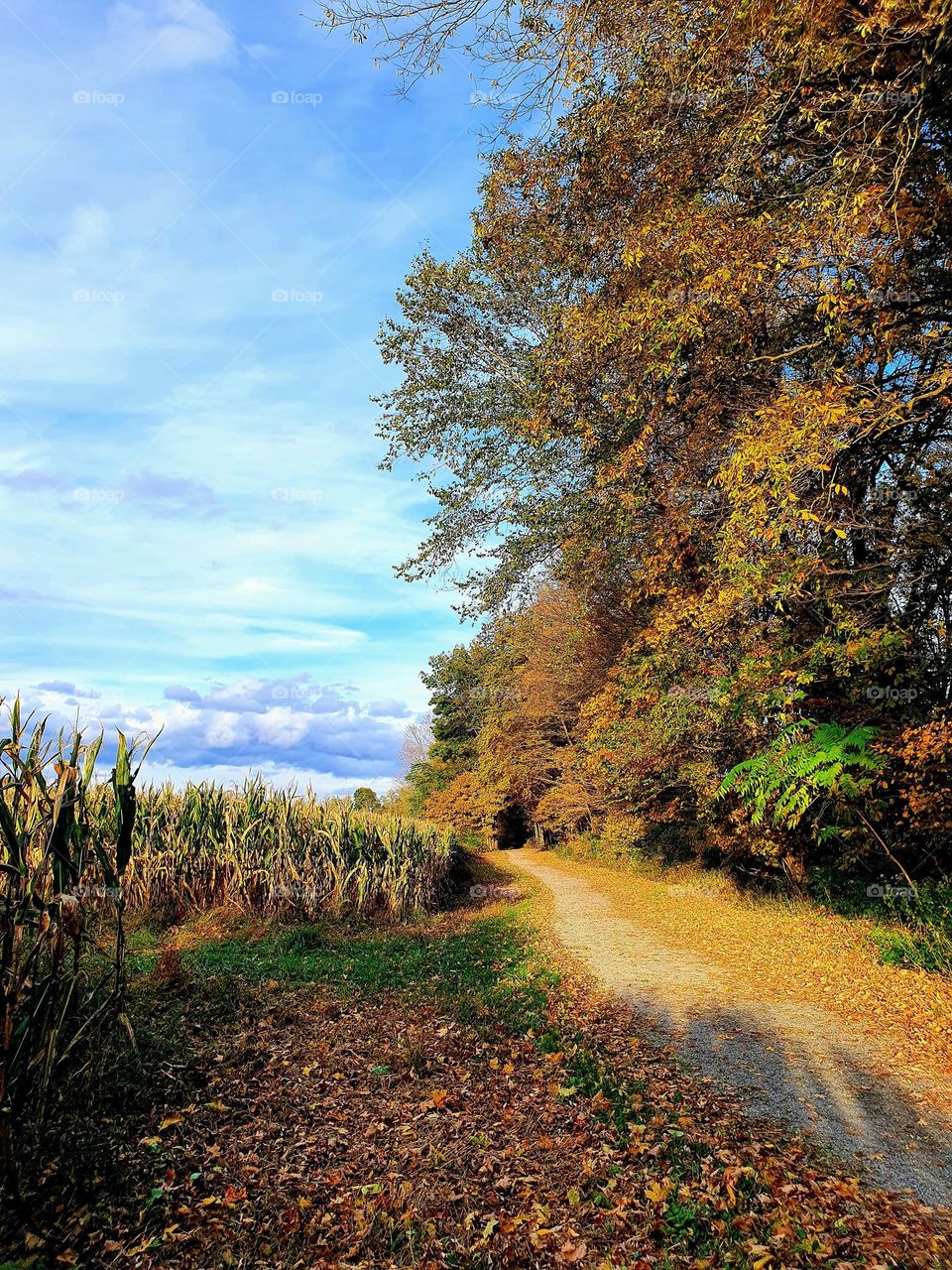 Autumn road