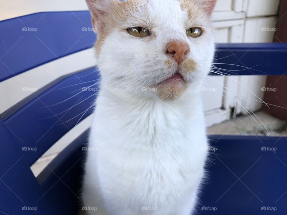 Glassy eyed cat