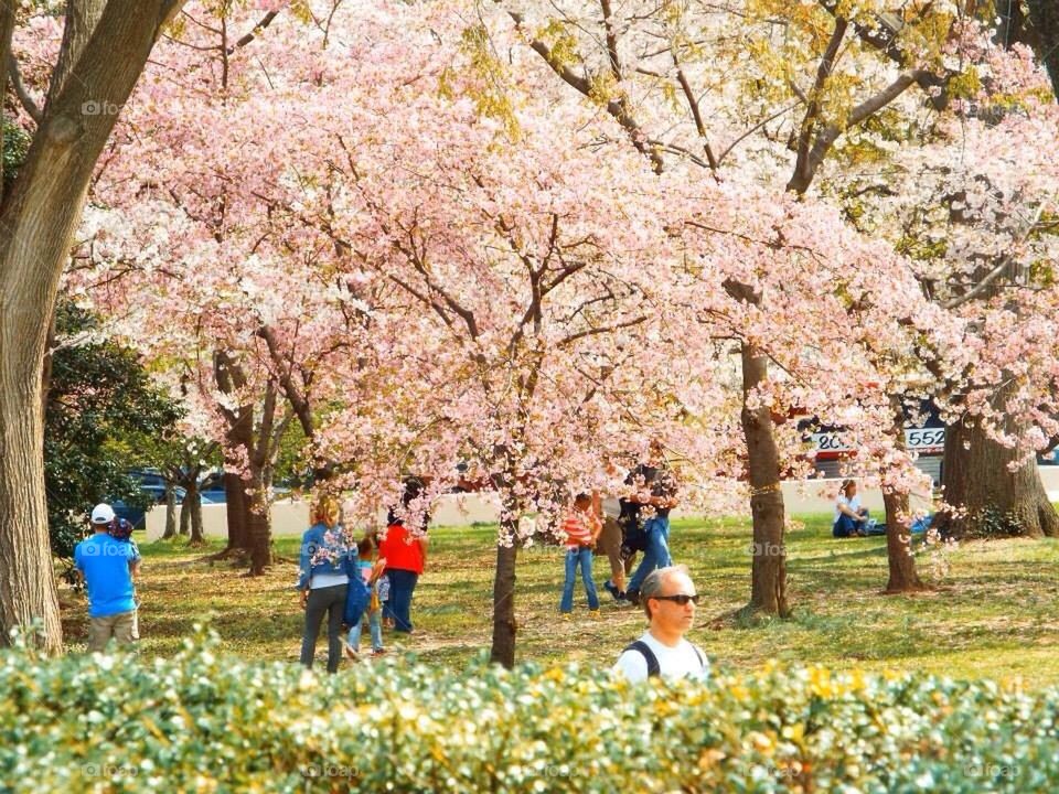 Cherry Blossom Festival