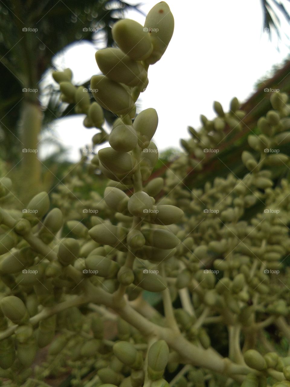 palm growing in progress for landscape