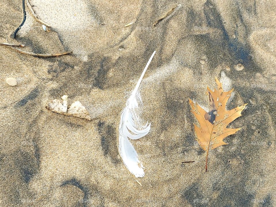 Feather in the Sand