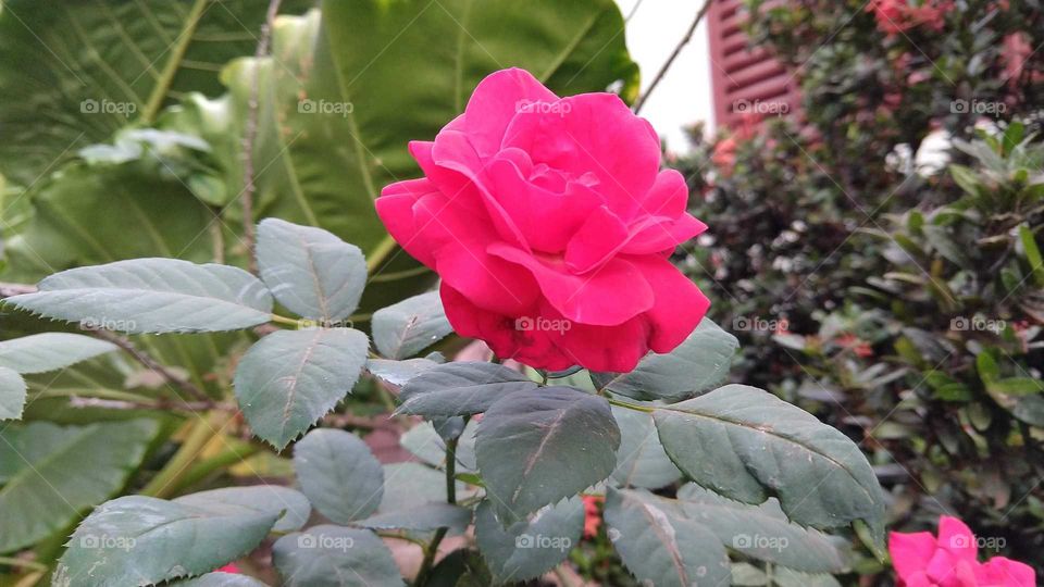 Rosa, roseira, flor.