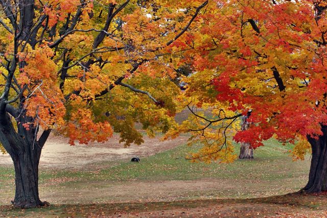 Fall colors in autumn