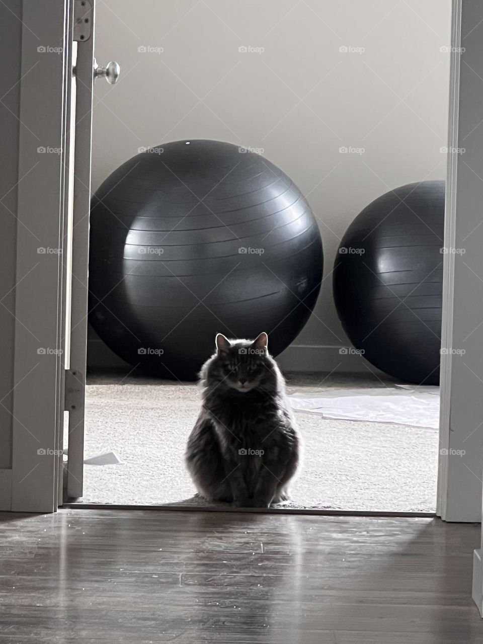 Cat can see you as no matter what! IG : Goozmomgg 