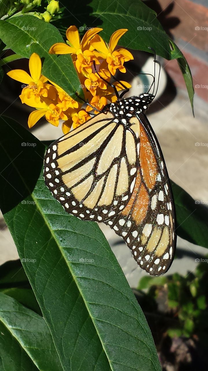 Monarch Butterfly