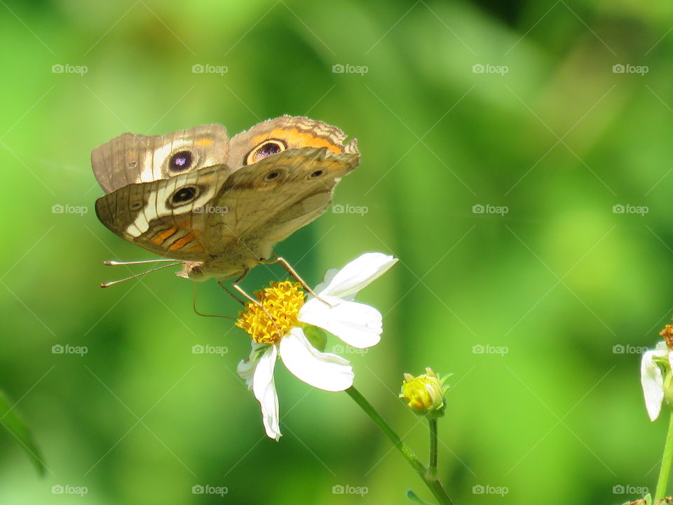 Common buckeye